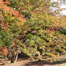 長瀞紅葉 月の石もみじ公園の画像