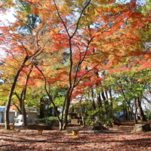 長瀞紅葉 月の石もみじ公園の画像