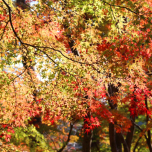 長瀞紅葉 月の石もみじ公園の画像