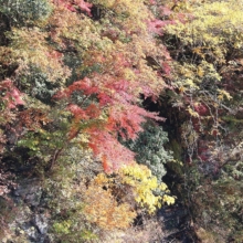 長瀞紅葉 岩畳周辺の画像