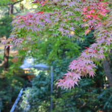 長瀞紅葉 寶登山神社の画像