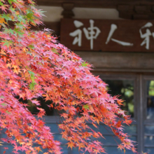 長瀞紅葉 寶登山神社の画像