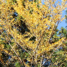 長瀞紅葉 寶登山神社の画像