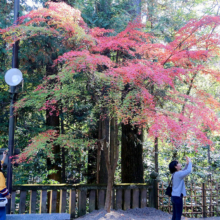 長瀞紅葉 寶登山神社の画像