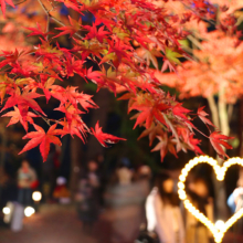 月の石もみじ公園紅葉ライトアップ