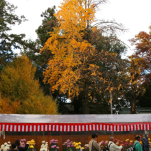 秩父神社紅葉の画像