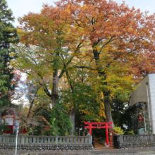 秩父神社紅葉の画像