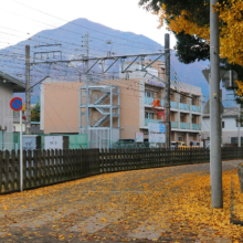 秩父神社紅葉の画像