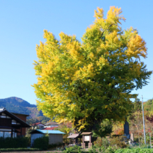 国神の大銀杏の画像