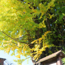 国神の大銀杏の画像