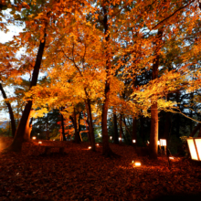 月の石もみじ公園紅葉ライトアップ