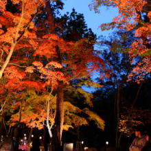 月の石もみじ公園紅葉ライトアップ