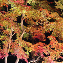 月の石もみじ公園紅葉ライトアップ