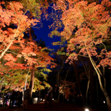 月の石もみじ公園紅葉ライトアップ