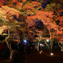 月の石もみじ公園紅葉ライトアップ