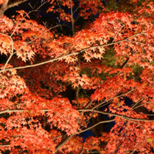 月の石もみじ公園紅葉ライトアップ