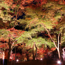 月の石もみじ公園紅葉ライトアップ