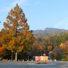 長瀞紅葉 寶登山神社の画像