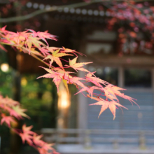 長瀞紅葉 寶登山神社の画像