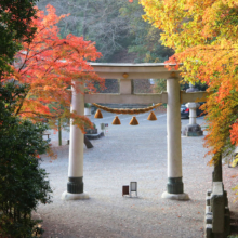 長瀞紅葉 寶登山神社の画像