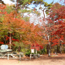 長瀞紅葉 月の石もみじ公園の画像