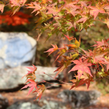 長瀞紅葉 月の石もみじ公園の画像