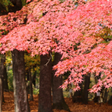 長瀞紅葉 月の石もみじ公園の画像