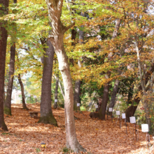 長瀞紅葉 月の石もみじ公園の画像