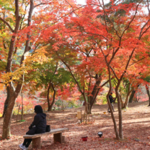 長瀞紅葉 月の石もみじ公園の画像