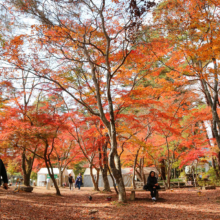 長瀞紅葉 月の石もみじ公園の画像