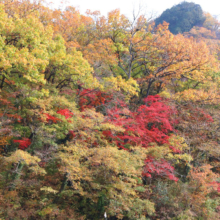 長瀞紅葉 岩畳周辺の画像