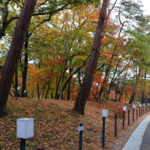 長瀞紅葉 月の石もみじ公園の画像