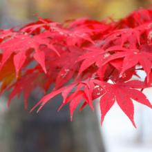 長瀞紅葉 月の石もみじ公園の画像