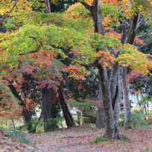 長瀞紅葉 月の石もみじ公園の画像