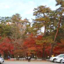 長瀞紅葉 月の石もみじ公園の画像