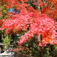 長瀞紅葉 寶登山神社の画像