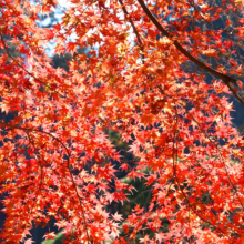 長瀞紅葉 寶登山神社の画像