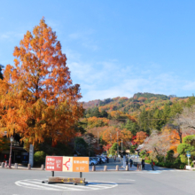 長瀞紅葉 寶登山神社の画像