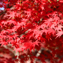 長瀞紅葉 月の石もみじ公園の画像