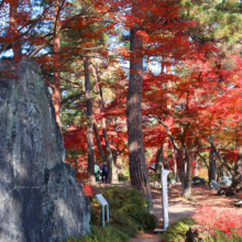 長瀞紅葉 月の石もみじ公園の画像