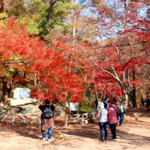 長瀞紅葉 月の石もみじ公園の画像