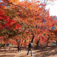 長瀞紅葉 月の石もみじ公園の画像