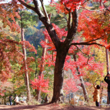 長瀞紅葉 月の石もみじ公園の画像