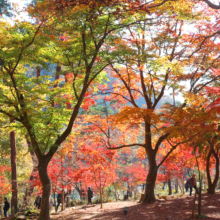 長瀞紅葉 月の石もみじ公園の画像