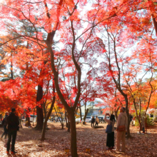 長瀞紅葉 月の石もみじ公園の画像