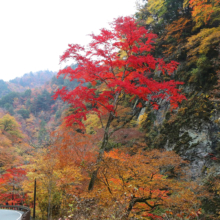 奥秩父紅葉 中津峡の画像