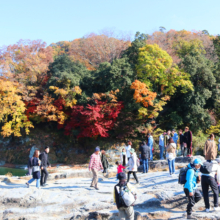 長瀞紅葉 岩畳周辺の画像