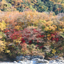 長瀞紅葉 岩畳周辺の画像