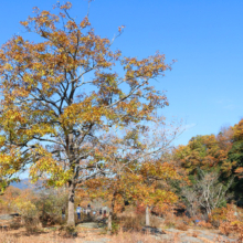 長瀞紅葉 岩畳周辺の画像