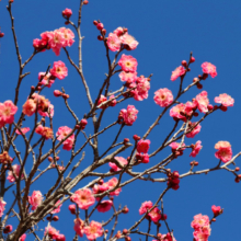 宝登山梅百花園の画像